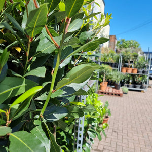 ASPEN FLORA at Sutton Flowers Birmingham Florist